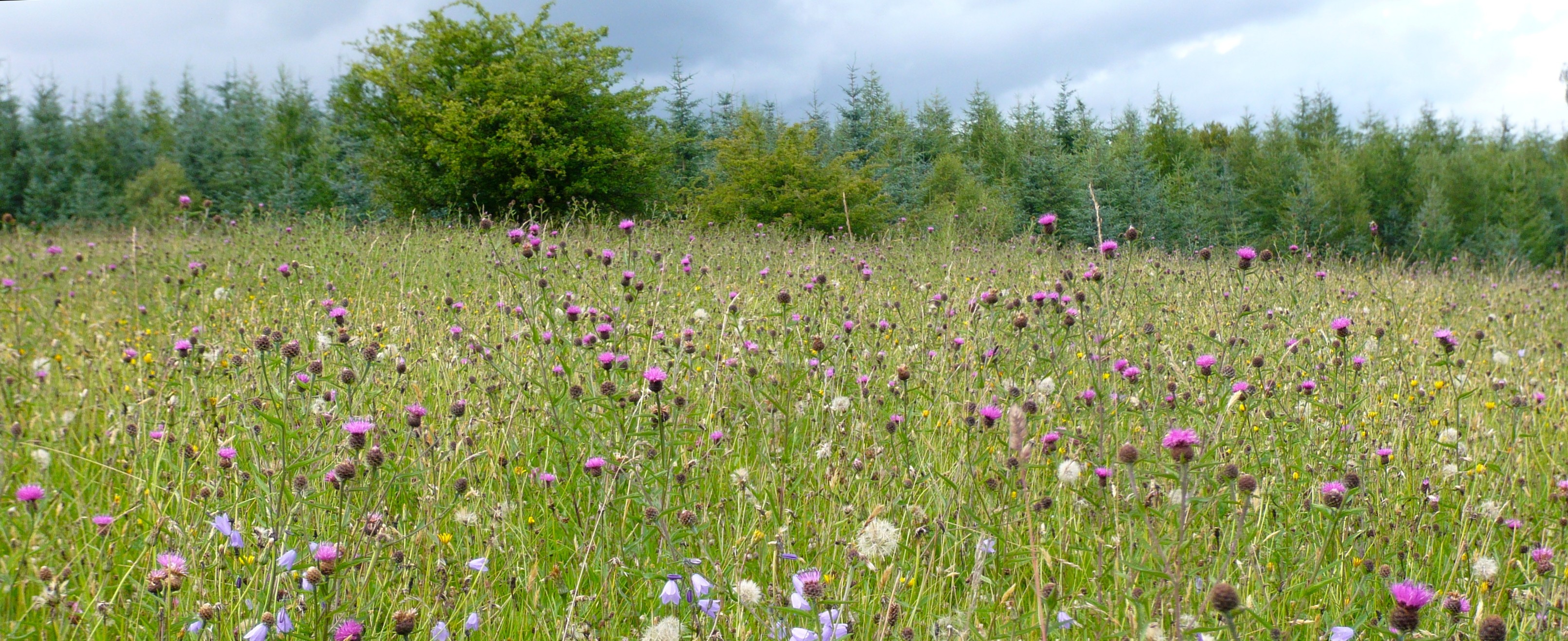 Wild meadows on the Yewfield Estate